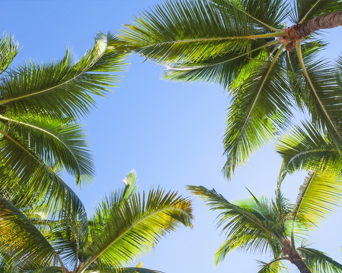 Falcon Naama Star Sharm El Sheikh